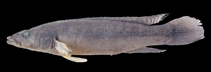 Image of Crenicichla niederleinii 