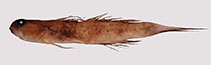 Image of Cryptocentrus steinhardti (Steinhardt’s shrimp-goby)
