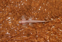 Image of Cryptotora thamicola (Cave angel fish)