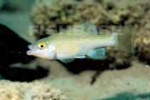 Image of Cyprinodon bifasciatus (Cuatro Cienegas pupfish)