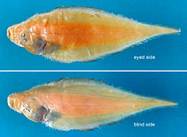 Image of Cynoglossus crepida (Bluntnose deepwater tonguesole)
