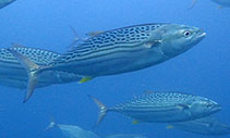 Image of Cybiosarda elegans (Leaping bonito)