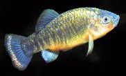 Image of Cyprinodon fontinalis (Carbonera pupfish)