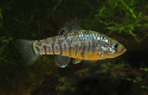 Image of Cyprinodon hubbsi (Lake Eustis minnow)