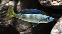 Image of Cyprichromis leptosoma 