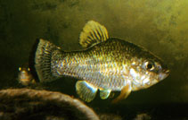 Image of Cyprinodon nazas (Nazas pupfish)