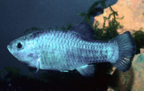 Image of Cyprinodon nevadensis (Amargosa pupfish)