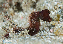 Image of Cylix nkosi (Sodwana pygmy pipehorse)