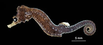 Image of Cylix nkosi (Sodwana pygmy pipehorse)