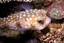 Image of Cyclichthys spilostylus (Spotbase burrfish)