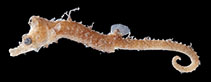 Image of Cylix tupareomanaia (Manaia pygmy pipehorse)