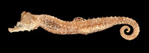 Image of Cylix tupareomanaia (Manaia pygmy pipehorse)