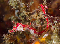 Image of Cylix tupareomanaia (Manaia pygmy pipehorse)