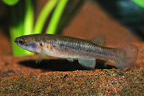 Image of Cynodonichthys weberi 