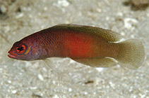 Image of Cypho zaps (Checkered dottyback)