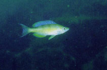 Image of Cyprichromis zonatus 