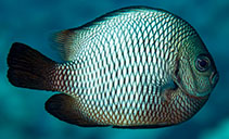 Image of Dascyllus albisella (Hawaiian dascyllus)