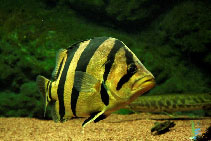 Image of Datnioides pulcher (Siamese tiger perch)