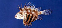 Image of Dendrochirus bellus (Butterfly scorpionfish)