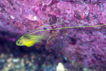 Image of Diploprion bifasciatum (Barred soapfish)