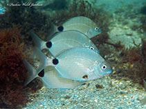 Image of Diplodus caudimacula (Silver porgy)