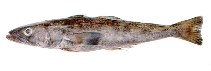 Image of Dissostichus eleginoides (Patagonian toothfish)