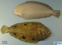 Image of Dicologlossa hexophthalma (Ocellated wedge sole)