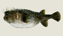 Image of Diodon hystrix (Spot-fin porcupinefish)