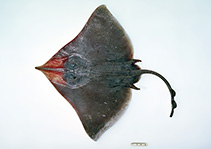 Image of Dipturus melanospilus (Blacktip skate)
