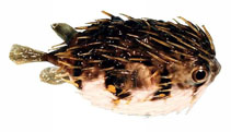 Image of Diodon nicthemerus (Slender-spined porcupine fish)