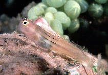 Image of Ecsenius aequalis (Fourline blenny)