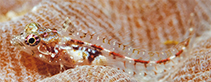 Image of Emblemariopsis bottomei (Southern smoothhead glass blenny)