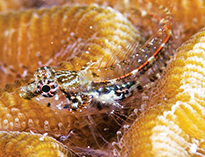 Image of Emblemariopsis diaphana (Glass blenny)