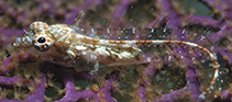 Image of Emblemariopsis diaphana (Glass blenny)