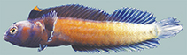 Image of Emblemariopsis dianae (Orangeflag blenny)