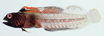 Image of Emblemariopsis falcon (Falcon red banner blenny)