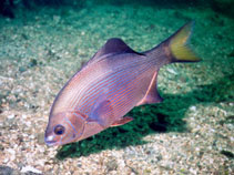 Image of Embiotoca lateralis (Striped seaperch)