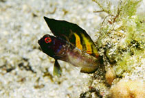 Image of Emblemaria piratica (Sailfin signal blenny)