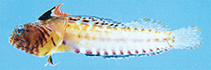 Image of Emblemariopsis tayrona (Highfin red banner blenny)