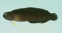 Image of Enchelyurus ater (Black blenny)