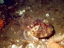 Image of Enophrys bison (Buffalo sculpin)