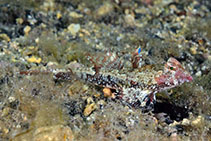 Image of Eocallionymus papilio (Painted stinkfish)