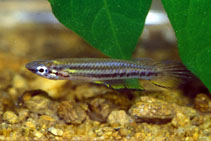 Image of Epiplatys bifasciatus 