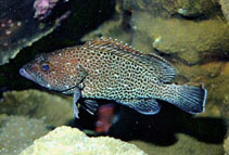 Image of Epinephelus clippertonensis 