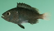 Image of Epinephelus cyanopodus (Speckled blue grouper)