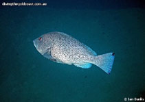 Image of Epinephelus cyanopodus (Speckled blue grouper)