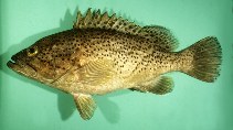 Image of Epinephelus magniscuttis (Speckled grouper)