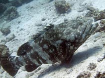 Image of Epinephelus malabaricus (Malabar grouper)
