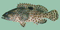 Image of Epinephelus melanostigma (One-blotch grouper)