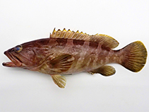 Image of Epinephelus bruneus (Longtooth grouper)